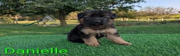 German Shepherd dogs for sale: Danielle - Ad 3
