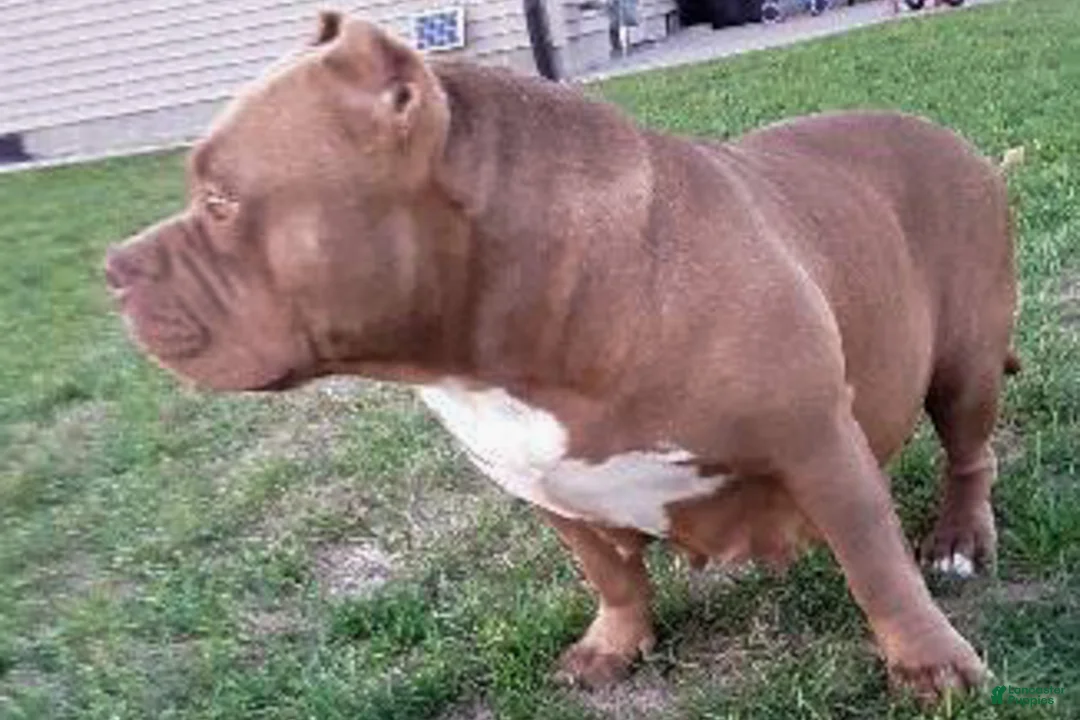 American Bully dogs for sale: Primetime Penny - Ad 2