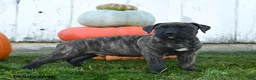Cane Corso dogs for sale: Enzo - Ad 5