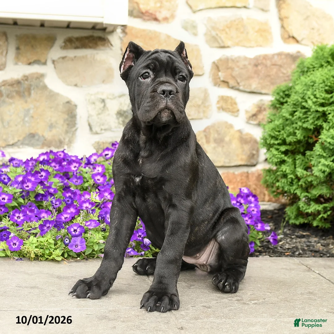 Cane Corso dogs for sale: Cali  - Ad 2
