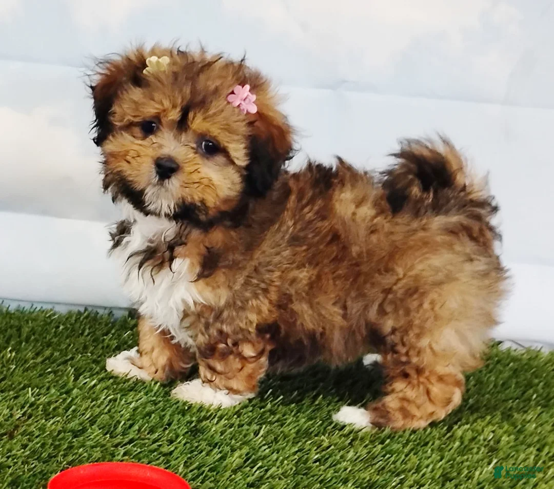 Mixed Breed dogs for sale: Emallia - Ad 2