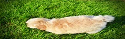 Havapoo dogs for sale: Daisy - Ad 9