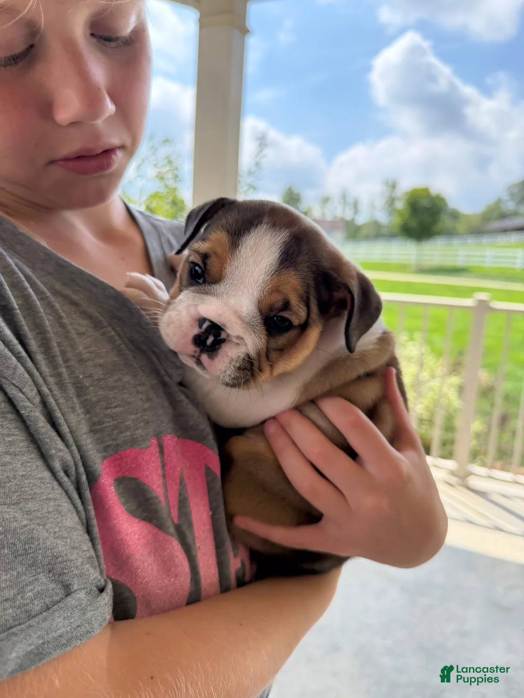 English Bulldog dogs for sale: Cookie - Ad 1