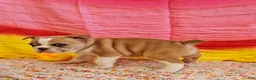 Mixed Breed dogs for sale: Gold Star Girl - Ad 4