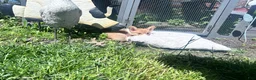 Welsh Corgi Pembroke dogs for sale: Turtle - Ad 5