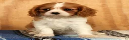 Cavalier King Charles Spaniel dogs for sale: Polly - Ad 4