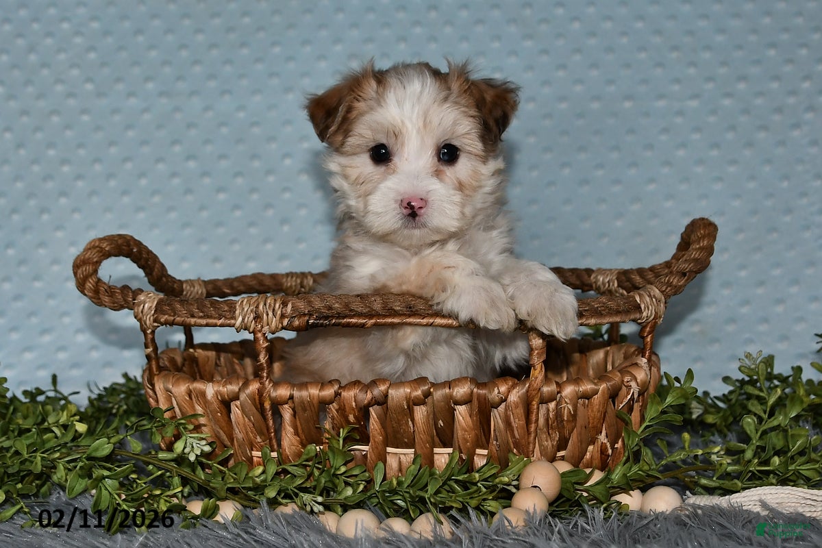 Havapoo dogs Echo - Ad 3