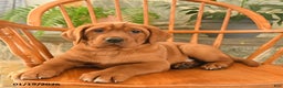 Labrador Retriever dogs for sale: Rusty - Ad 4