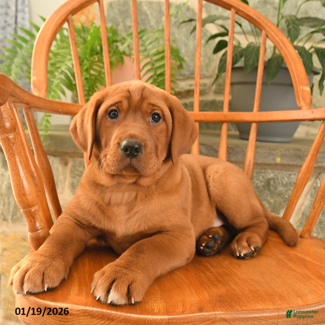 Labrador Retriever dogs for sale: Rusty - Ad 4