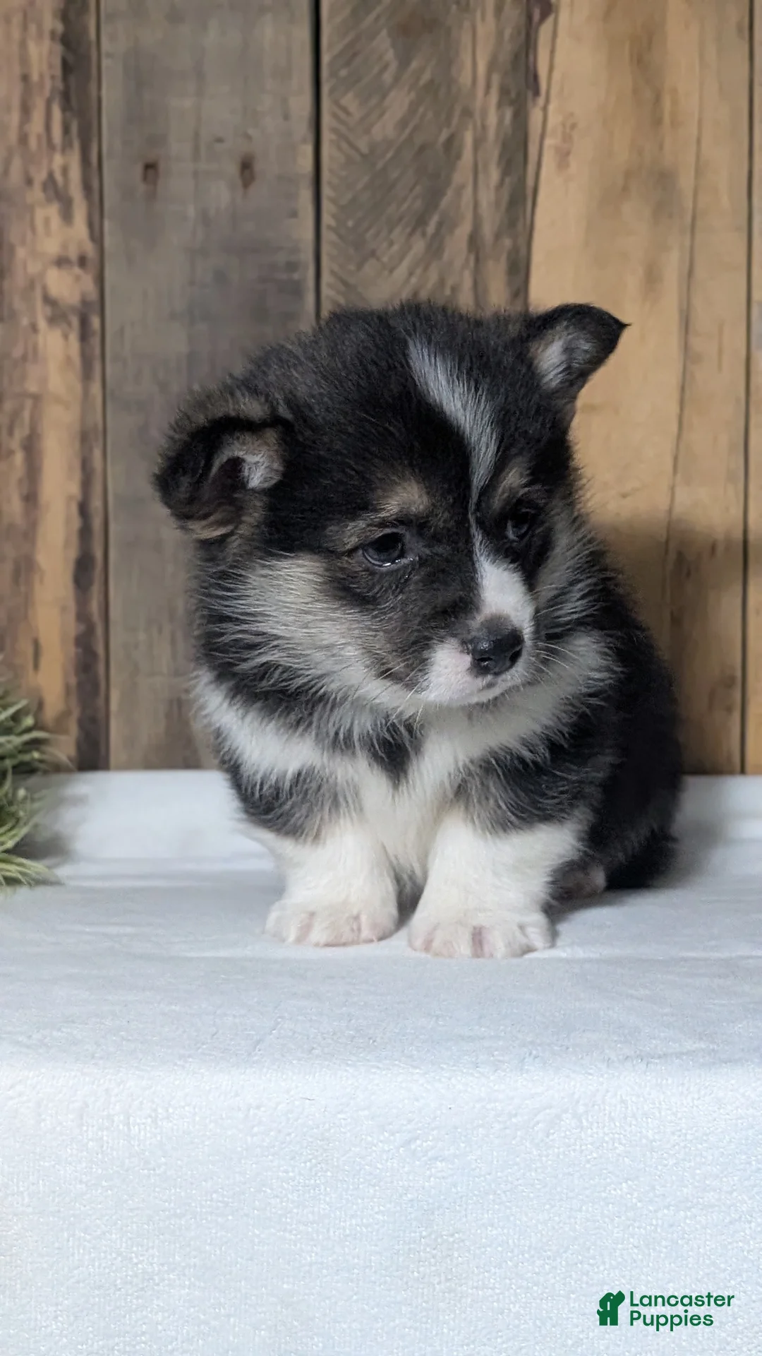 Welsh Corgi Pembroke dogs for sale: Nemo - Ad 7
