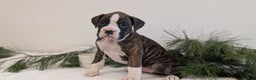 Boxer dogs for sale: Fifi - Ad 5