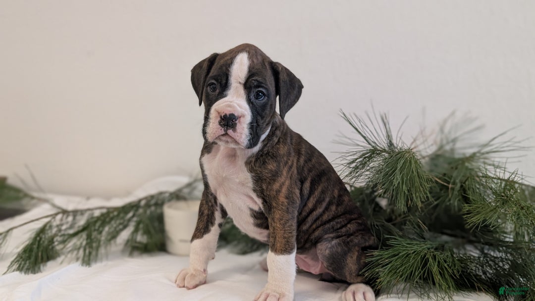 Boxer dogs for sale: Fifi - Ad 5