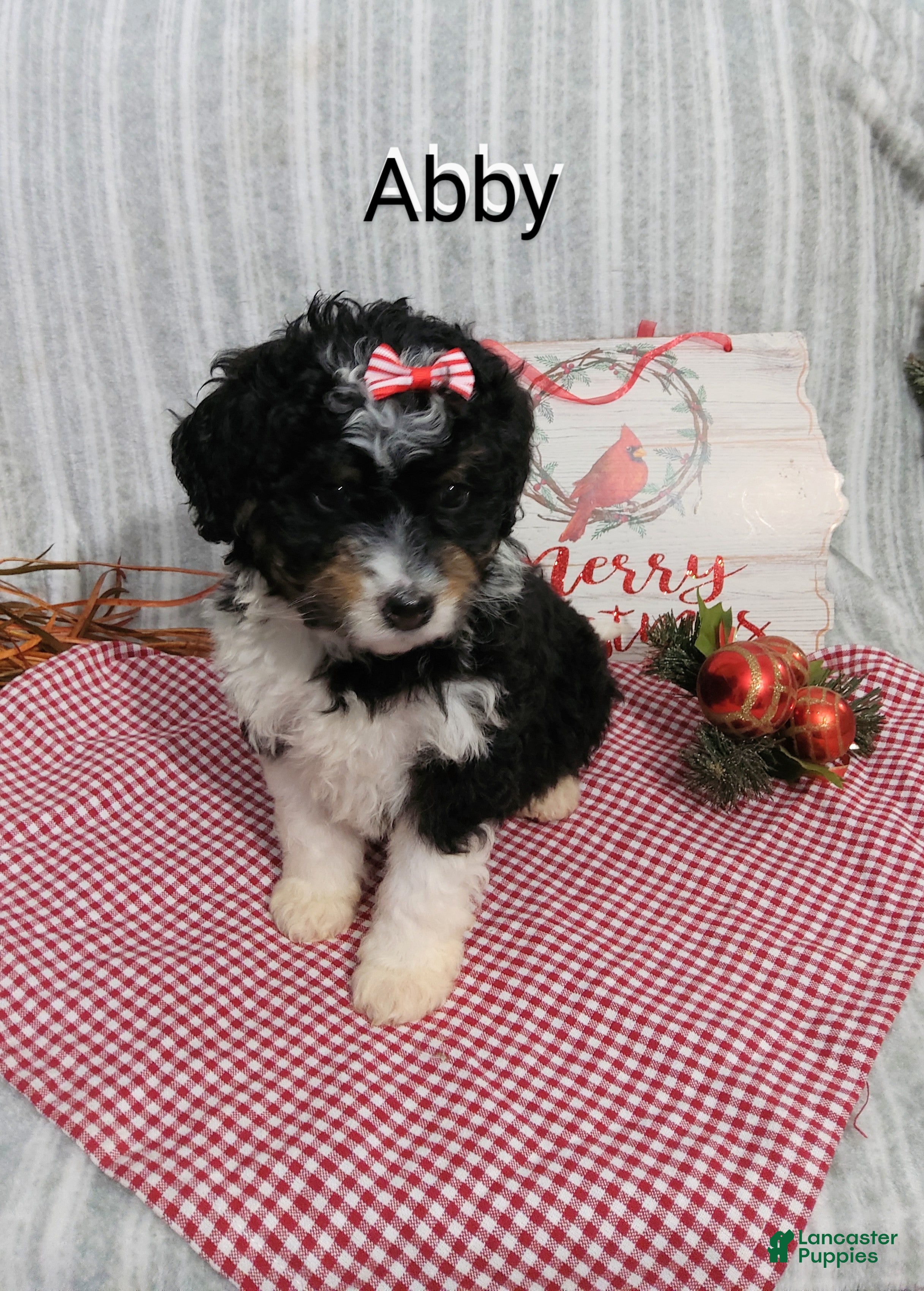 Mini Bernedoodle dogs  Abby  - Ad 26