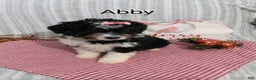 Mini Bernedoodle dogs for sale:  Abby  - Ad 1