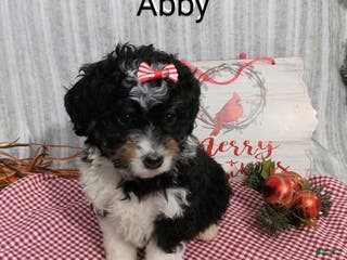 Mini Bernedoodle dogs Abby - Ad 38
