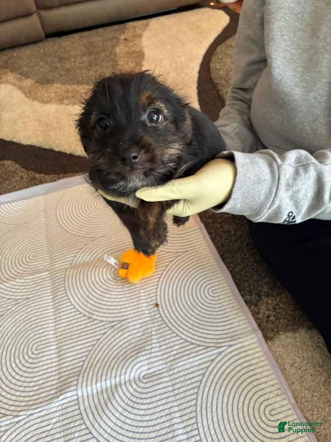 Mixed Breed dogs for sale: Mixed Breed Puppy 2 - Ad 2