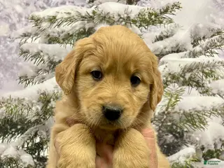 Golden Retriever dogs Honey - Ad 20