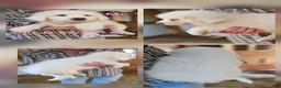Great Pyrenees dogs for sale: Great Pyrenees Puppy 1 - Ad 14