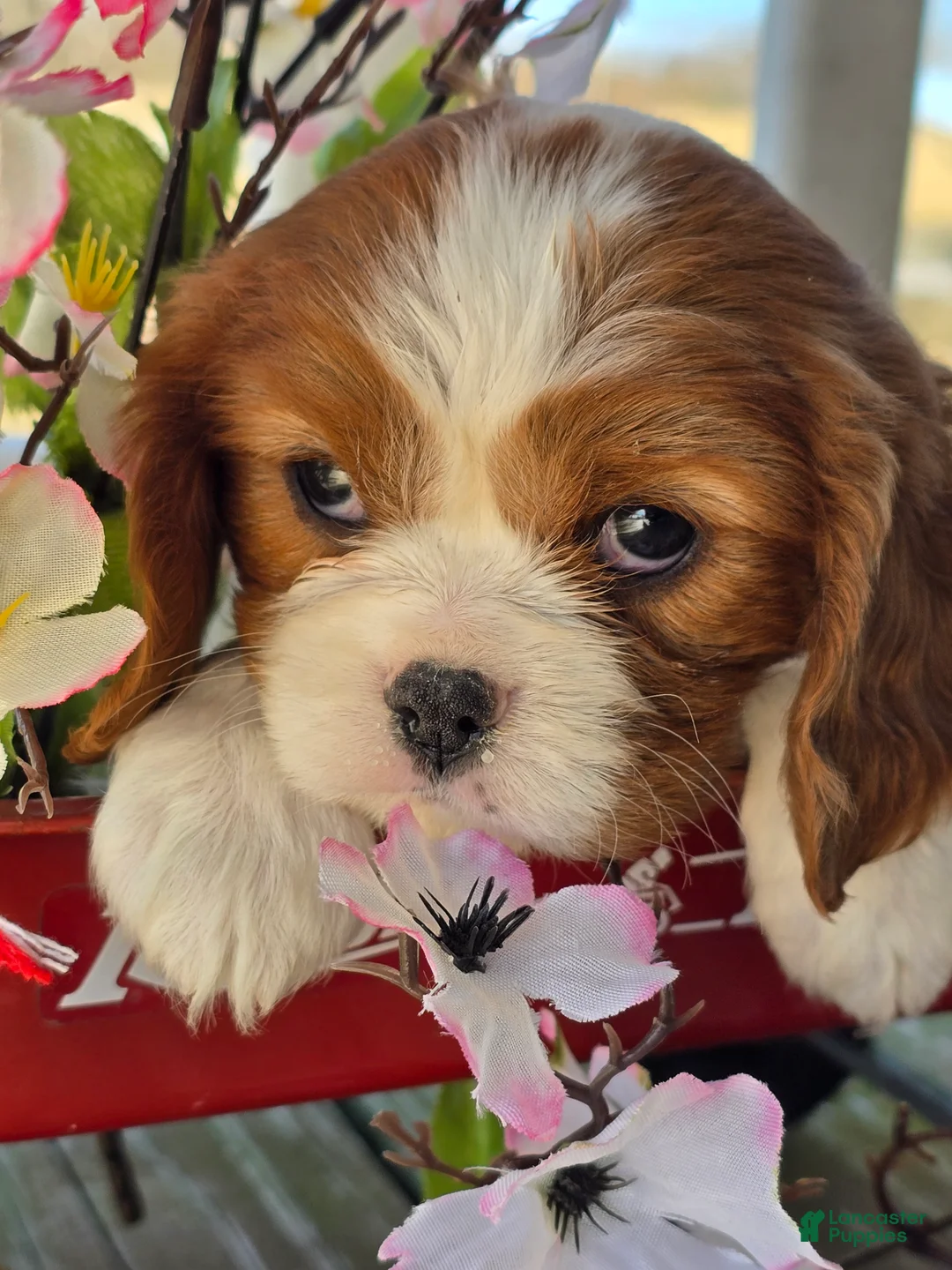 Cavalier King Charles Spaniel dogs for sale: Darla - Ad 8