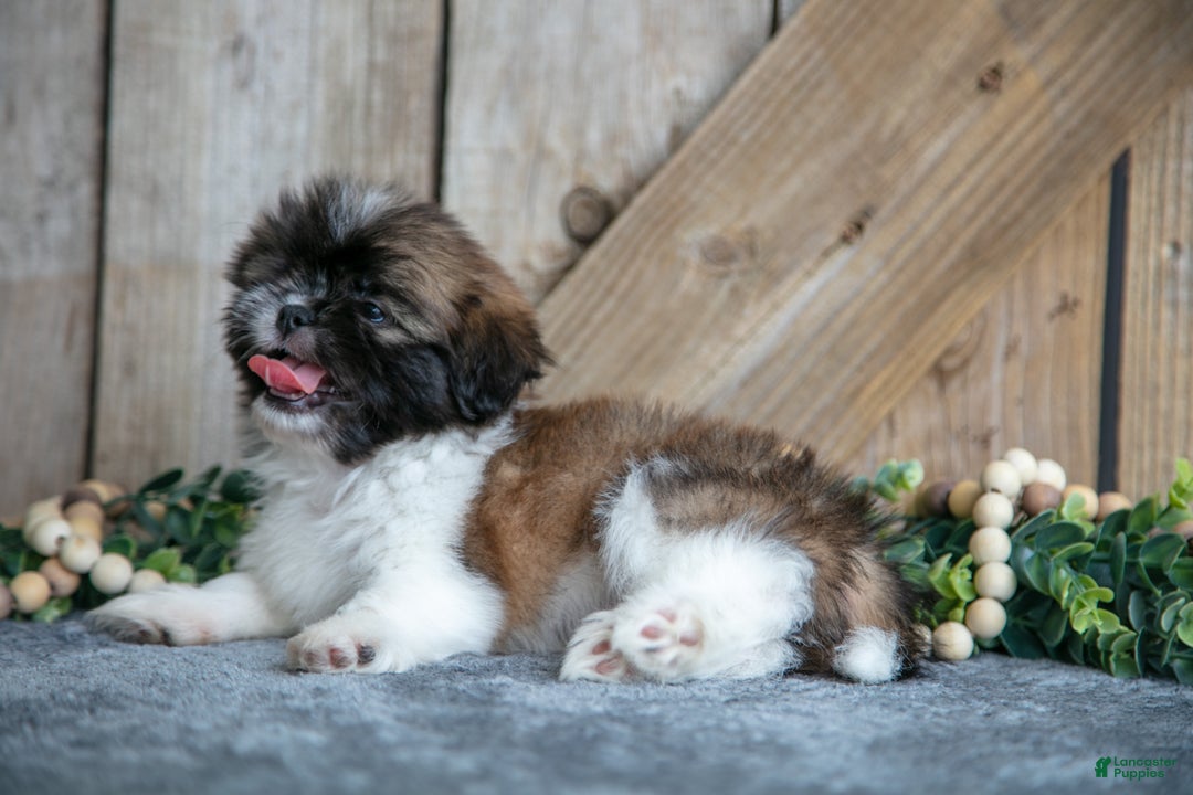 Shih Tzu dogs for sale: Elliot - Ad 3
