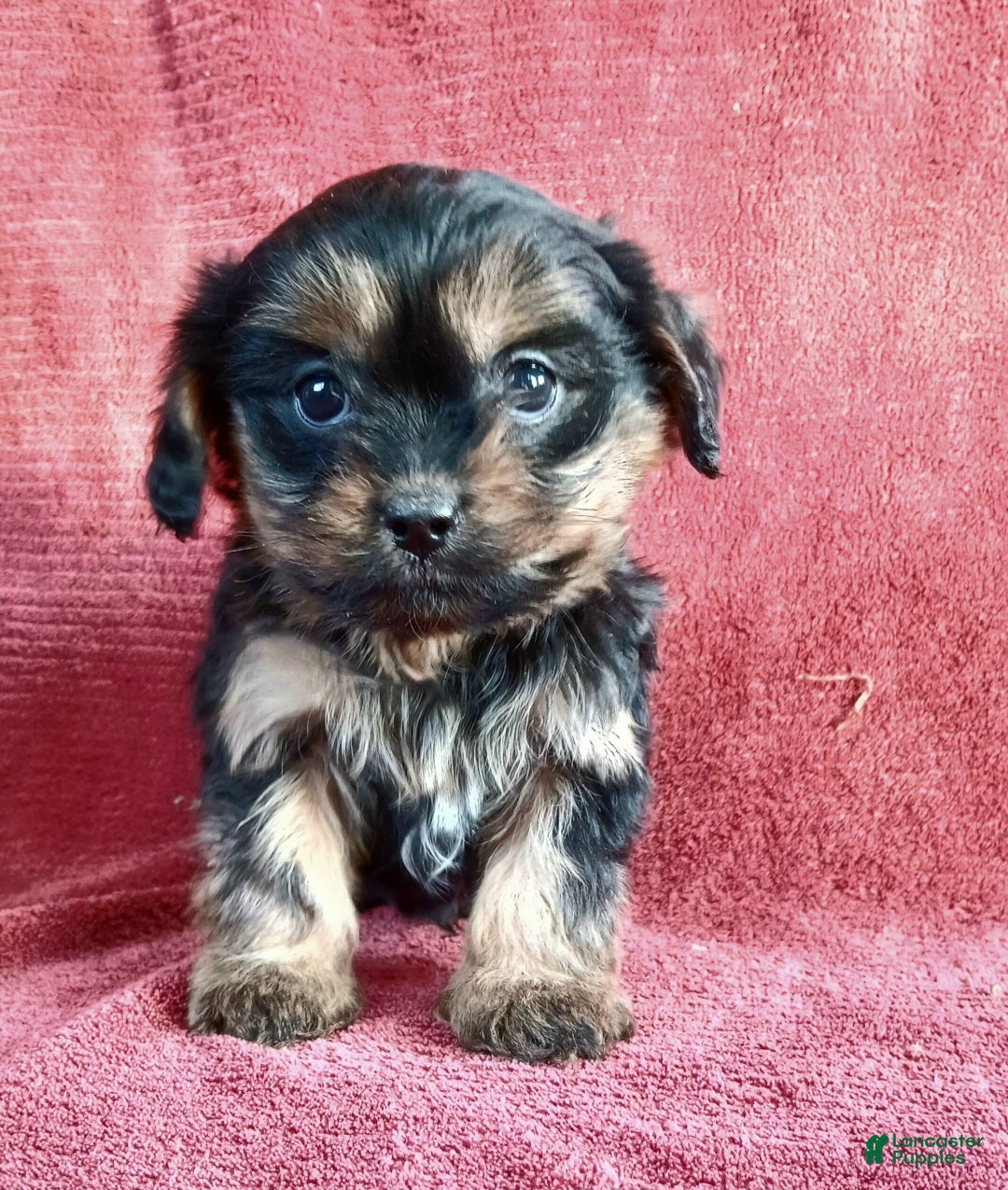 Cavapoo dogs Nick - Ad 22