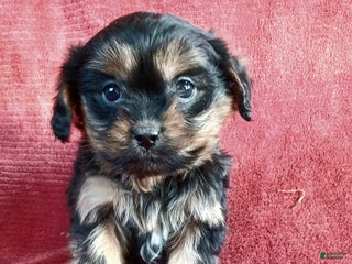 Cavapoo dogs Nick - Ad 17