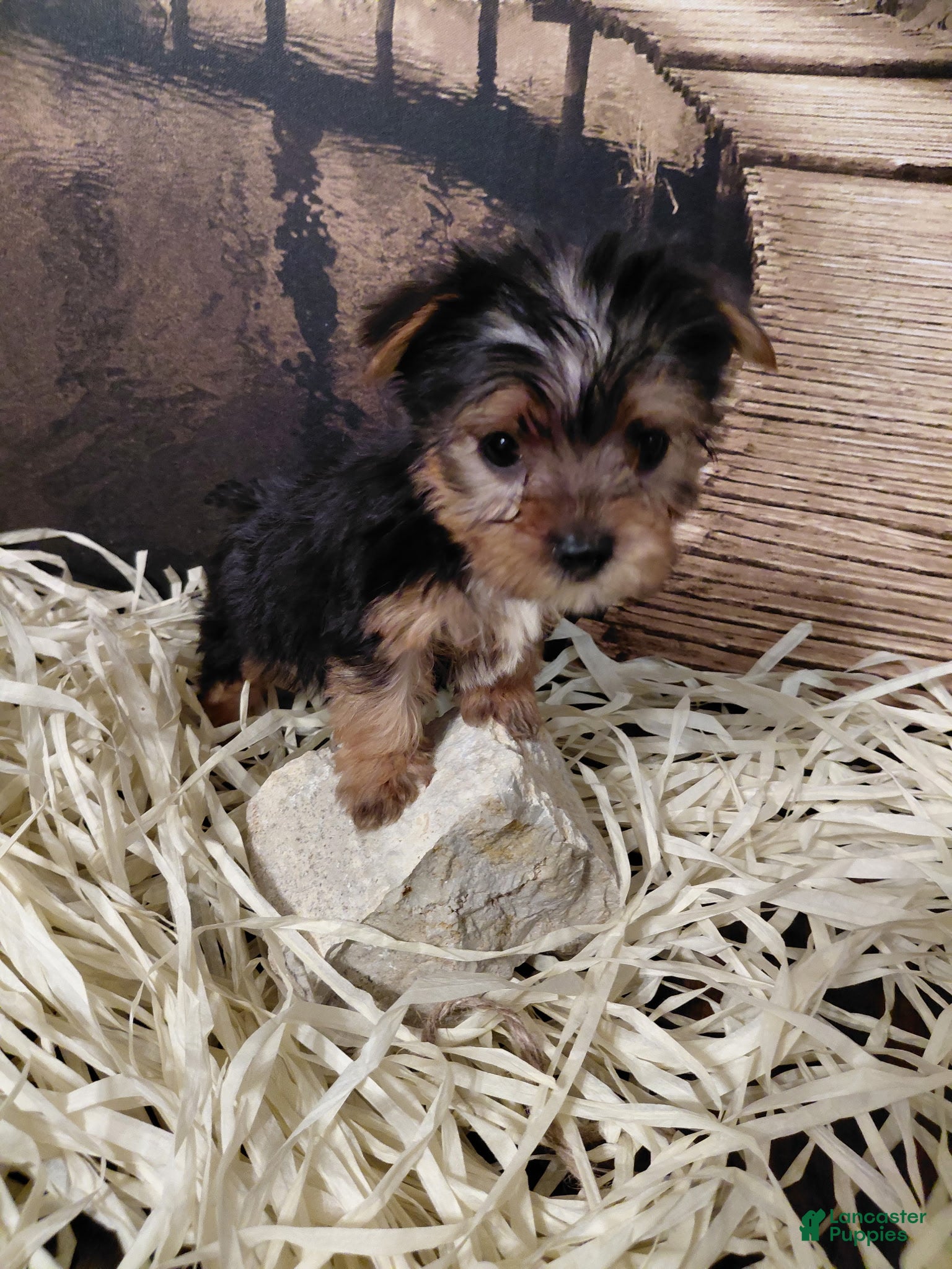 Yorkshire Terrier dogs Yorkshire Terrier Puppy 1 - Ad 16