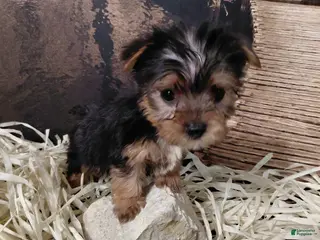 Yorkshire Terrier dogs Yorkshire Terrier Puppy 1 - Ad 16