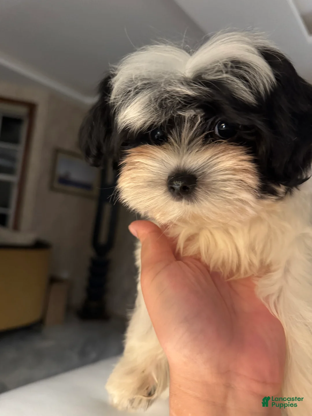 Morkie dogs for sale: Arlo - Ad 7