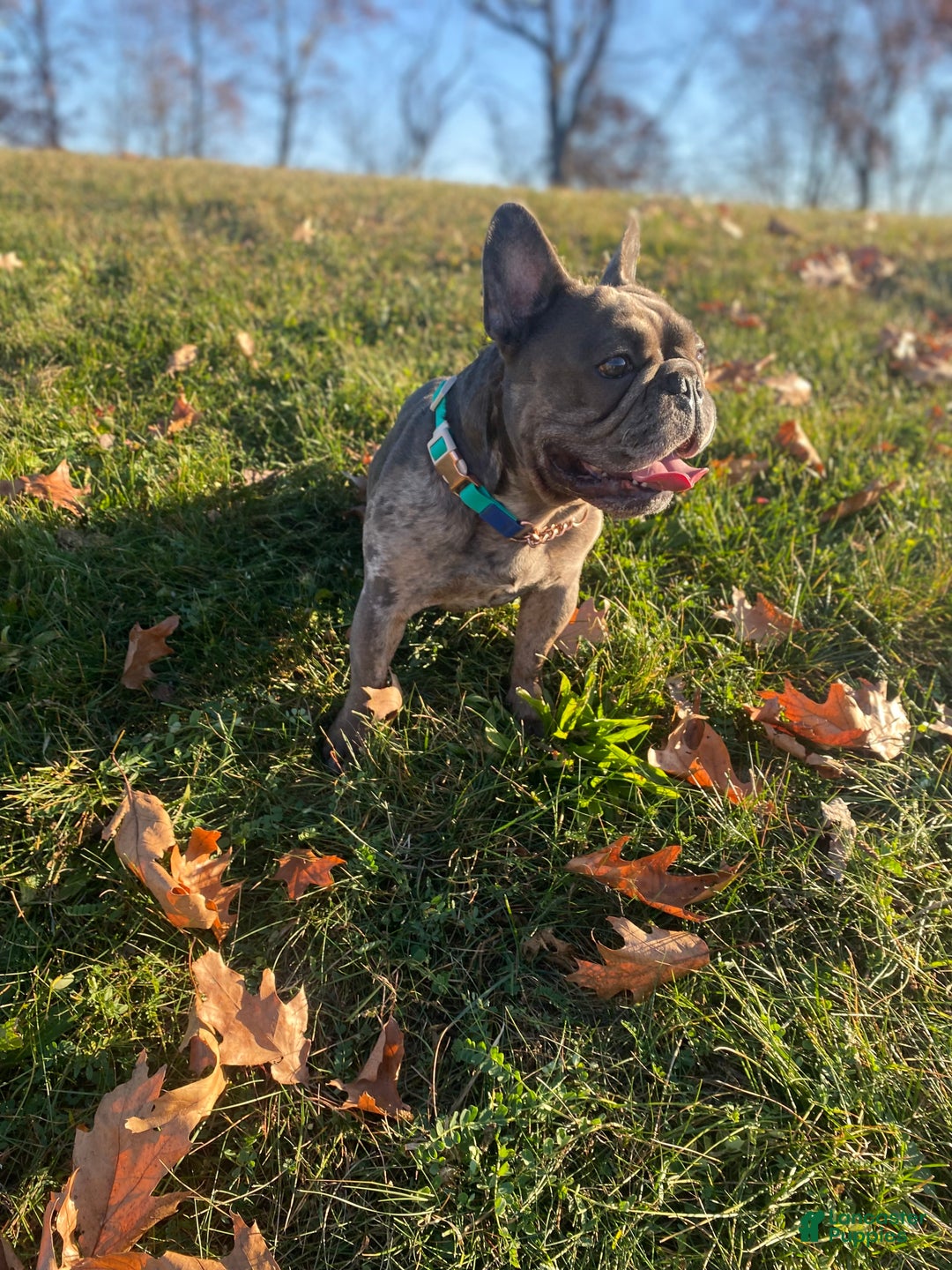 French Bulldog dogs for stud: Blue Merle  - Ad 3