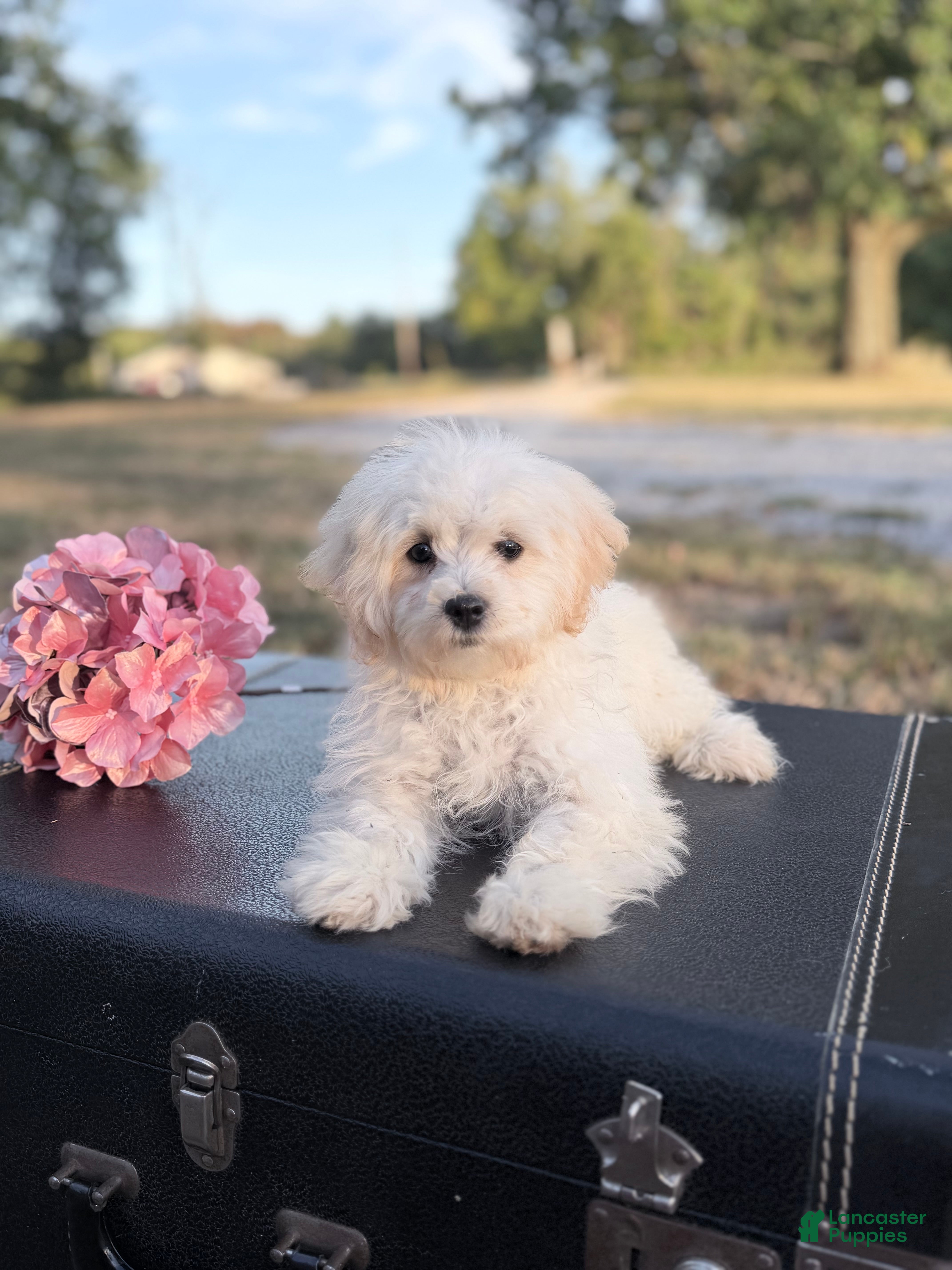 Maltipoo dogs Kaiser - Ad 1