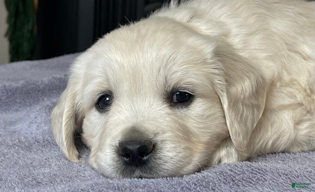 Golden Retriever dogs for sale: Gunner  - Ad 6