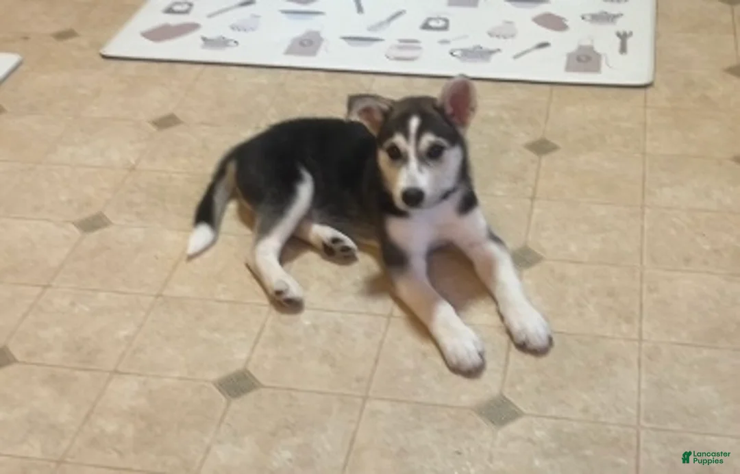 Siberian Husky dogs for sale: Siberian Husky Puppy 1 - Ad 2