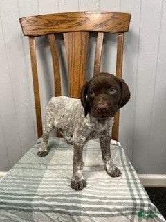 German Shorthaired Pointer dogs Quinn - Ad 1