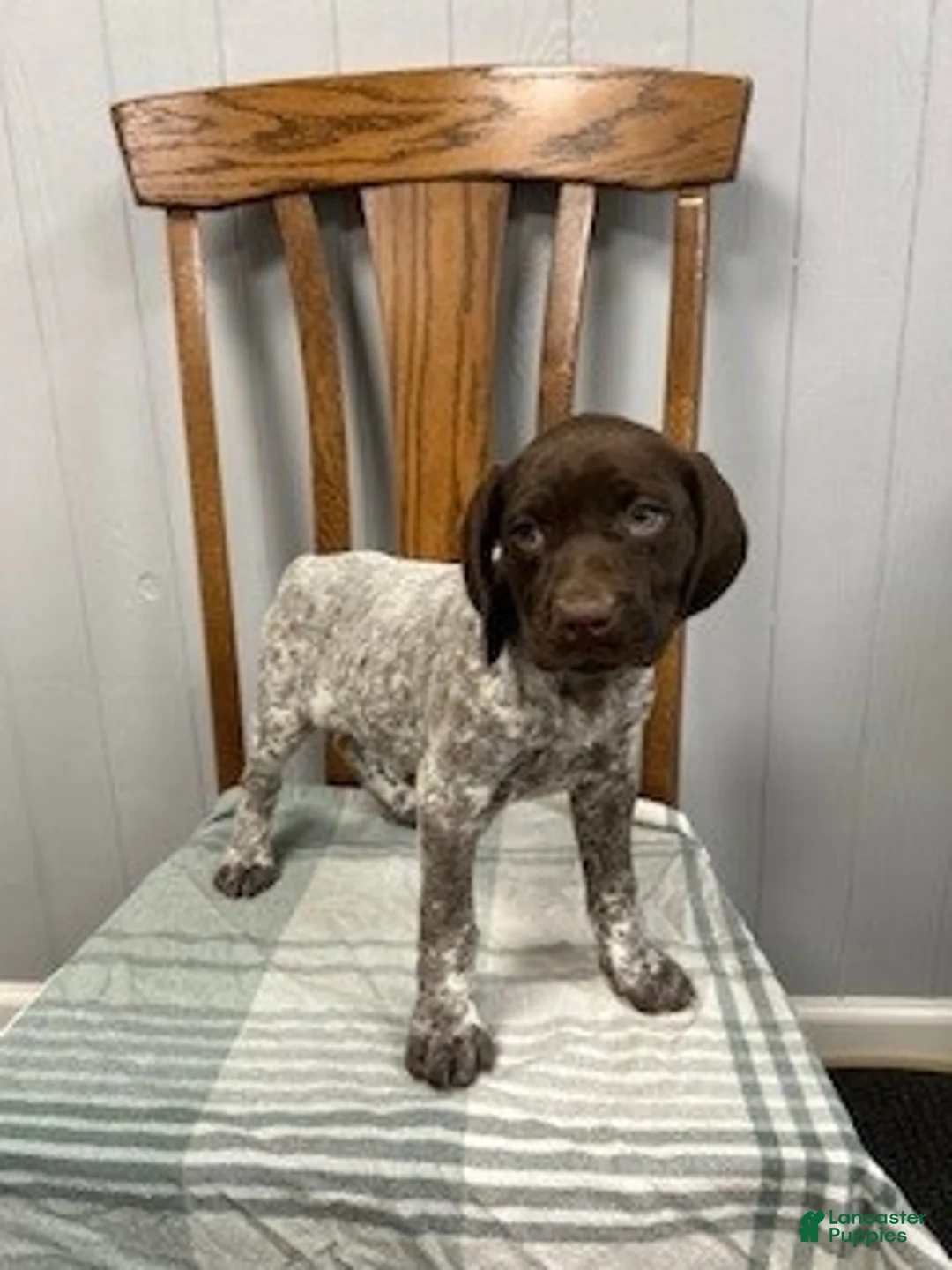 German Shorthaired Pointer dogs for sale: Quinn - Ad 1