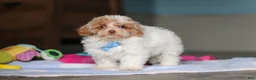 Mixed Breed dogs for sale: Wilbur - Ad 7