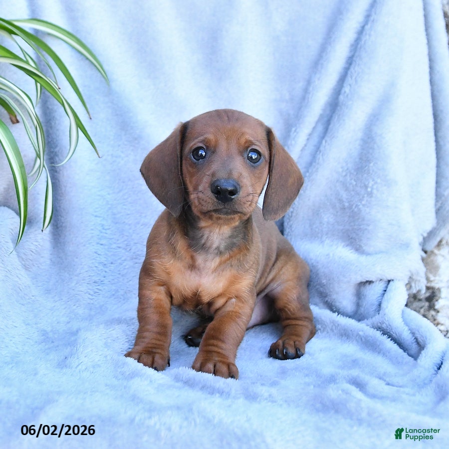 Miniature Dachshund dogs Bear - Ad 2