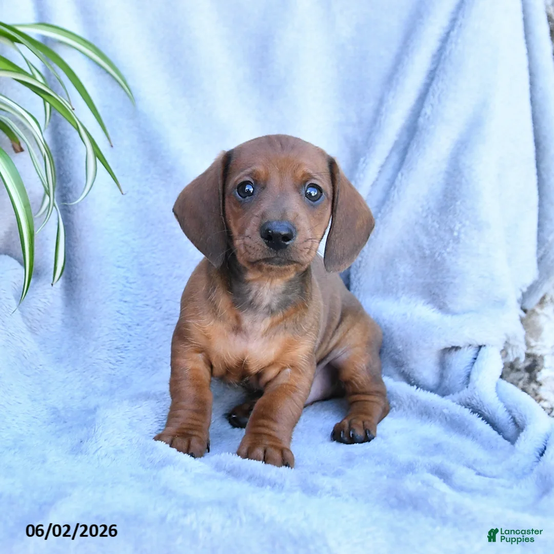 Miniature Dachshund dogs for sale: Bear - Ad 2