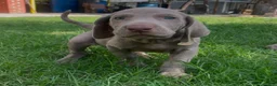 Weimaraner dogs for sale: Beto - Ad 10