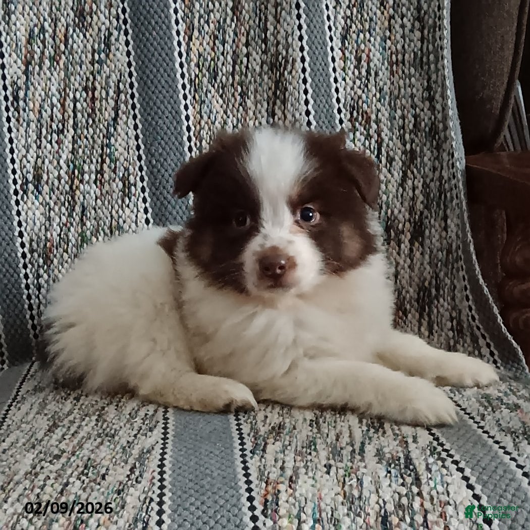 Miniature Australian Shepherd dogs Muffin - Ad 40