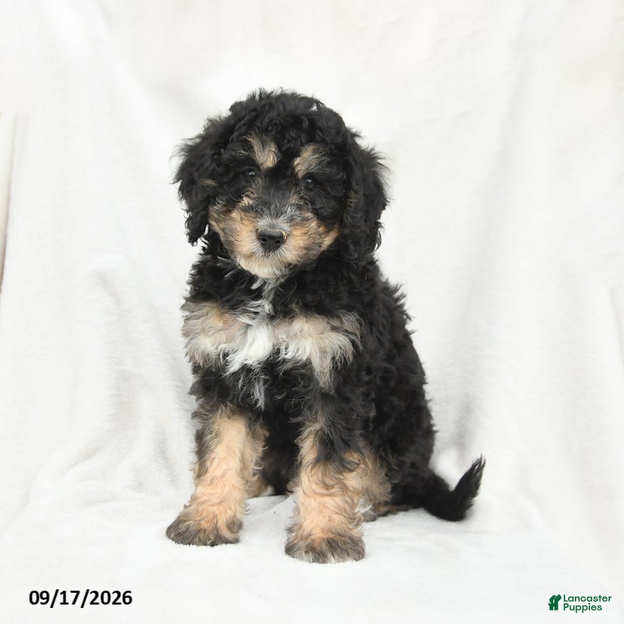 Mini Bernedoodle dogs Minnie - Ad 1