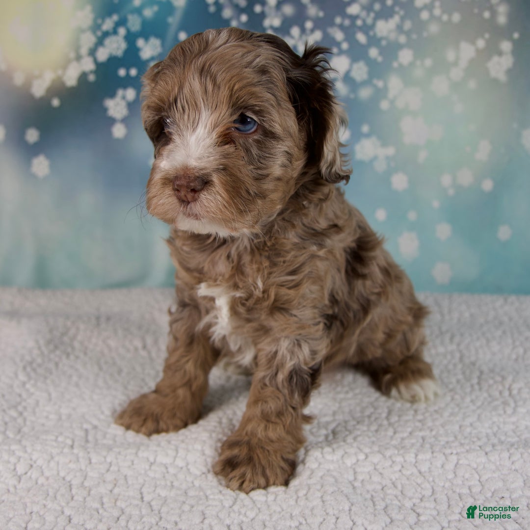 Cockapoo dogs for sale: Coco - Ad 3