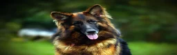 German Shepherd dogs for sale: German Shepherd 1 - Ad 6