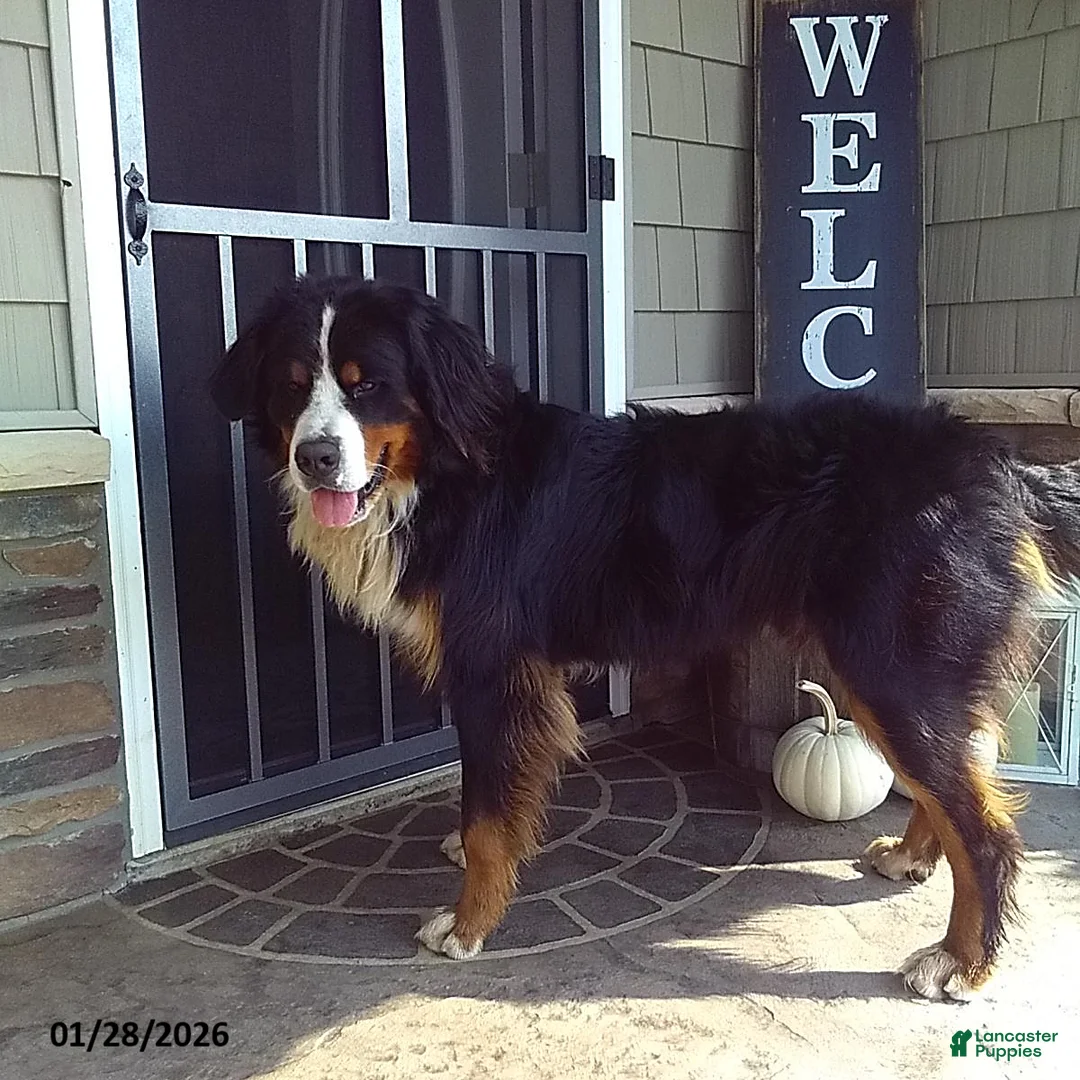 Bernese Mountain Dog dogs for sale: Samson - Ad 5