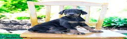 Doberman Pinscher dogs for sale: Trina - Ad 5