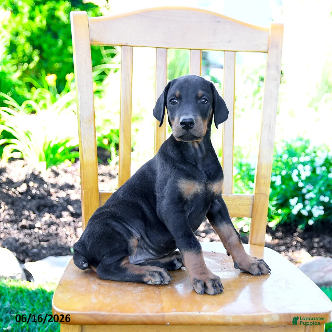 Doberman Pinscher dogs for sale: Trina - Ad 5