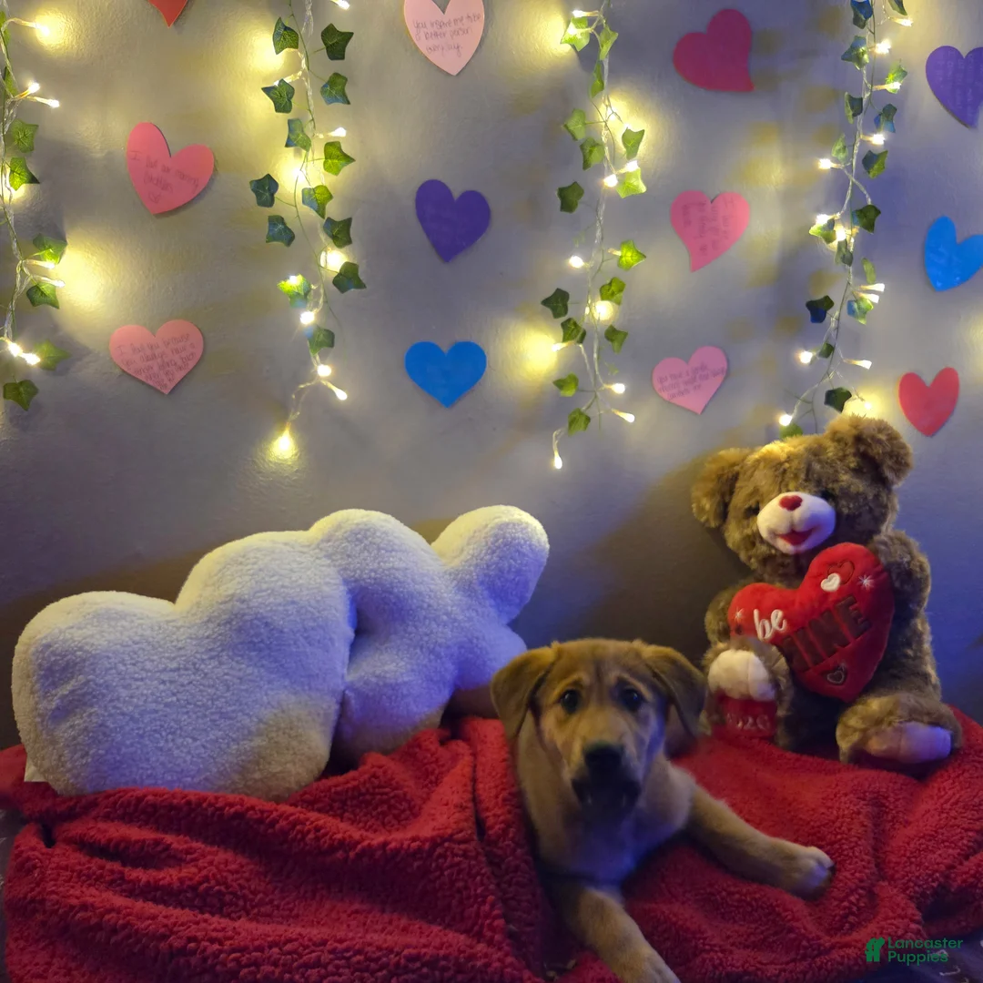 Mixed Breed dogs for sale: Purple Princess  - Ad 2