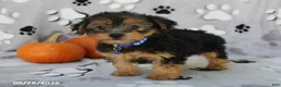 Yorkiepoo dogs for sale: Sparky - Ad 4