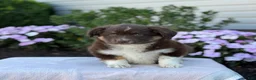 Miniature Australian Shepherd dogs for sale: Arabella - Ad 8