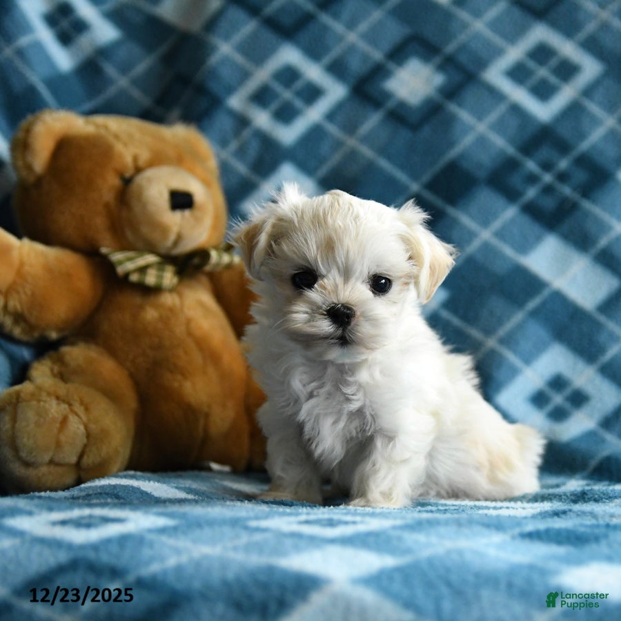 Malshi dogs Holly - Ad 6